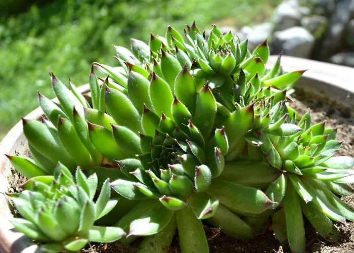 Gaestehaus Pfisterer