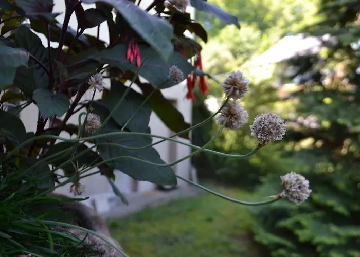 Gaestehaus Pfisterer بيت ضيافة